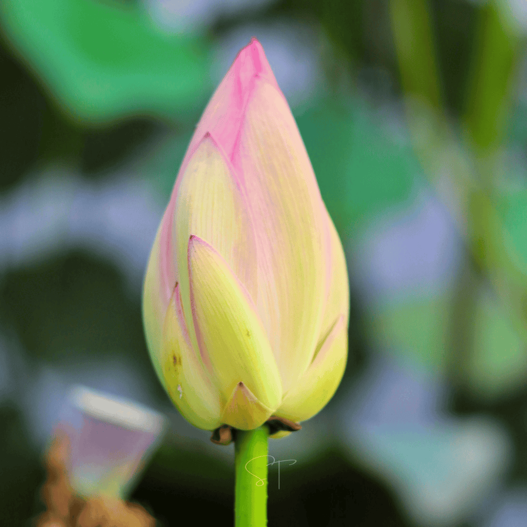 Southern Seeds American Lotus – 5 Seeds | Heirloom Boulevard