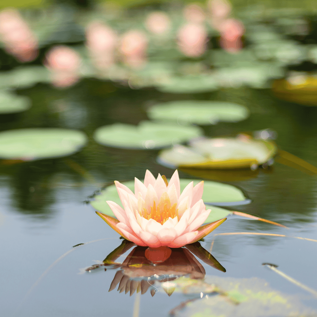 Southern Seeds American Lotus – 5 Seeds | Heirloom Boulevard