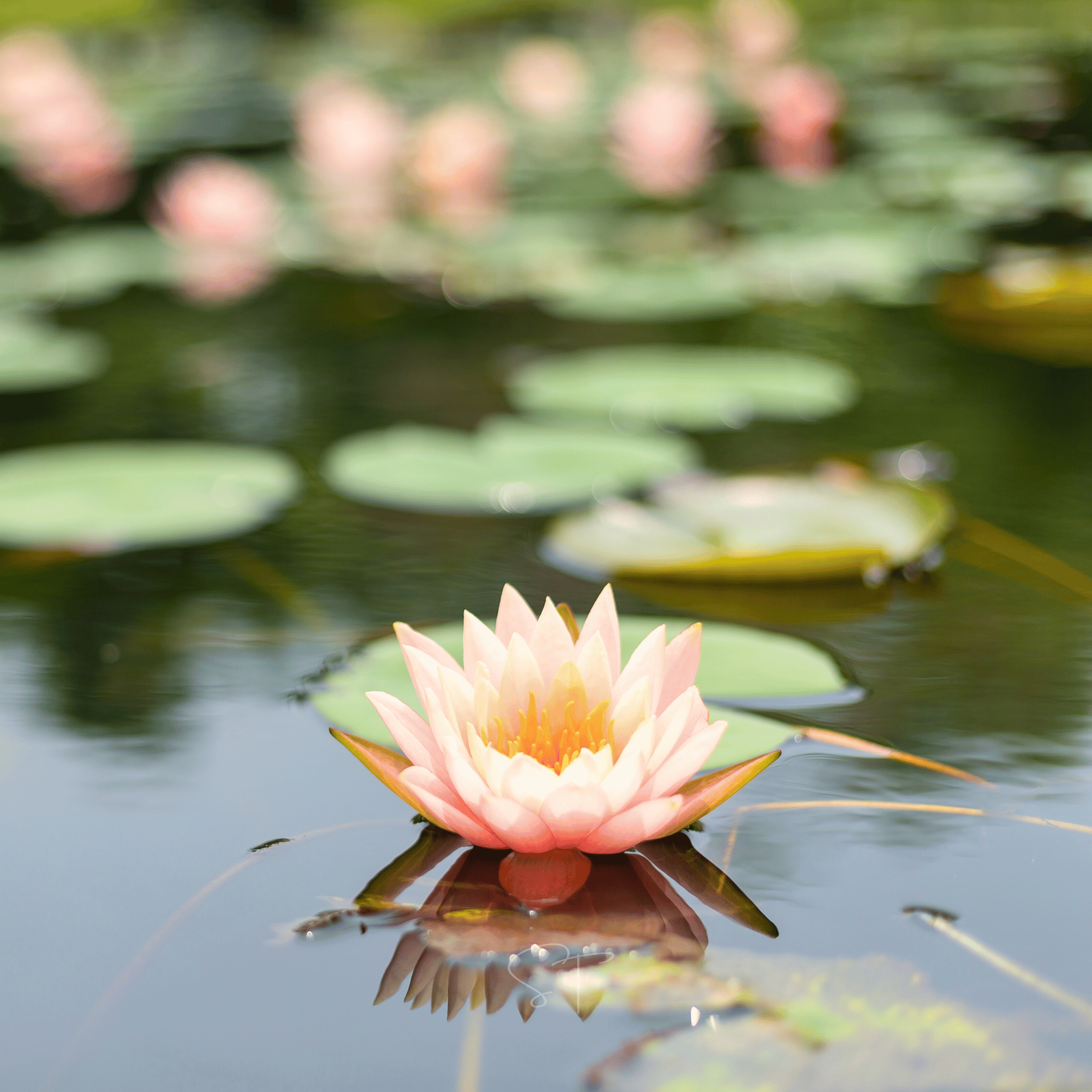 American Lotus – 5 Seeds | Heirloom Boulevard