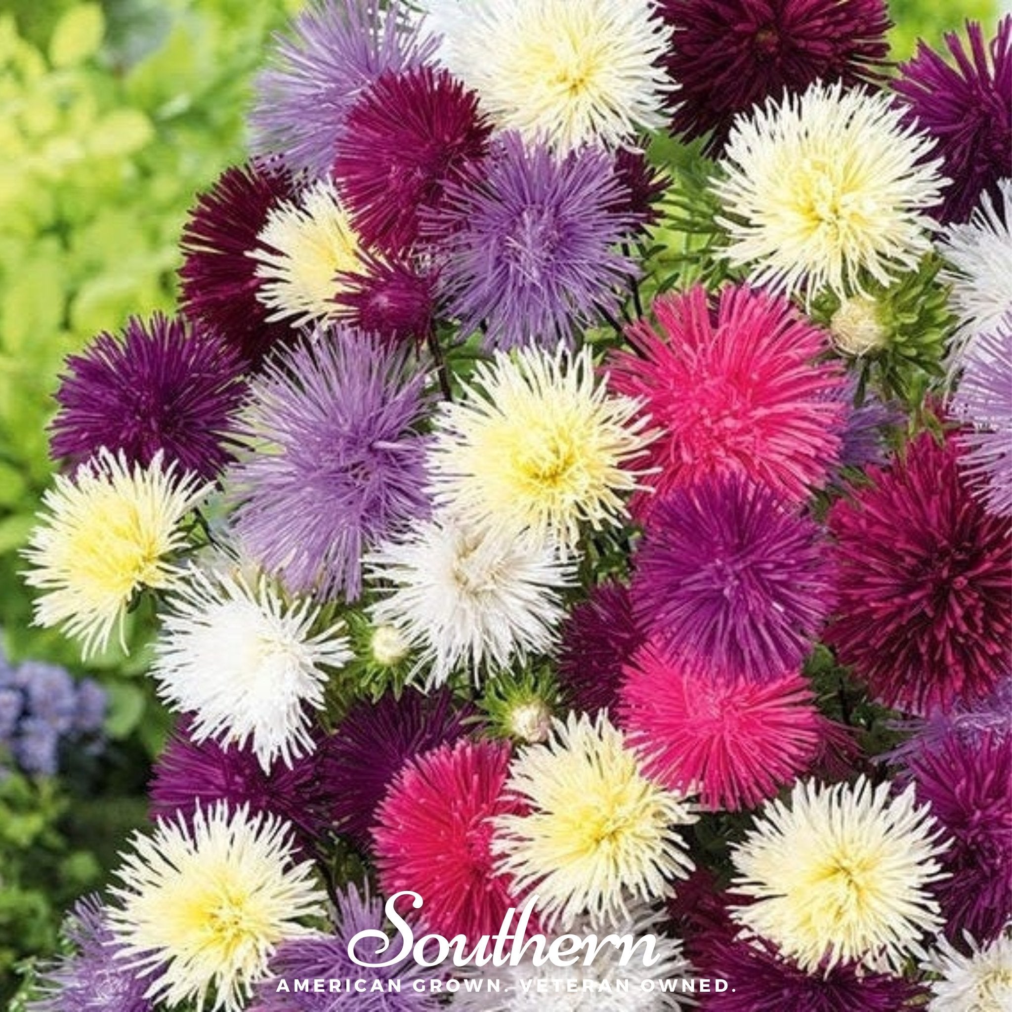 Southern Seeds Needle Mix Aster – 50 Seeds | Heirloom Boulevard