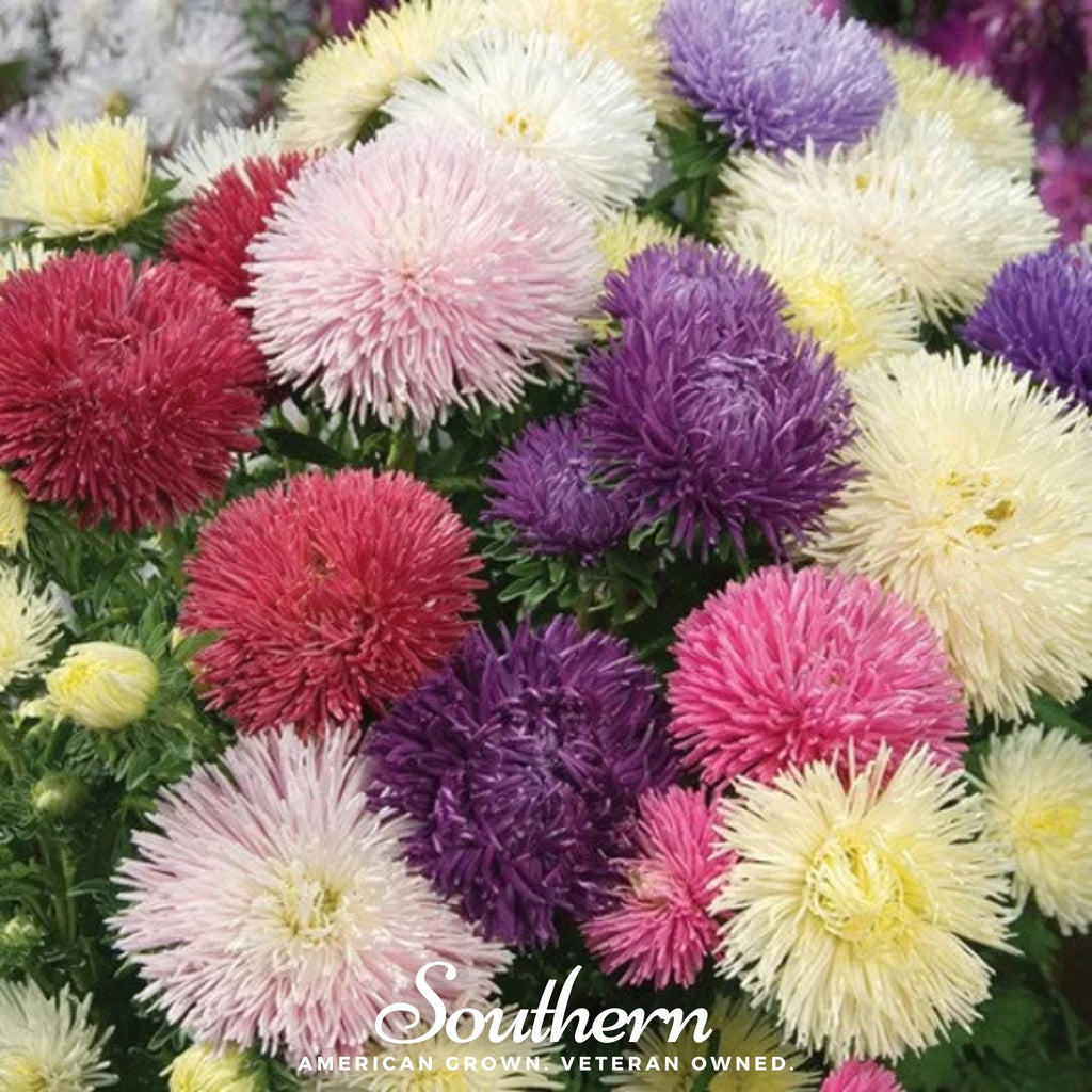 Southern Seeds Needle Mix Aster – 50 Seeds | Heirloom Boulevard