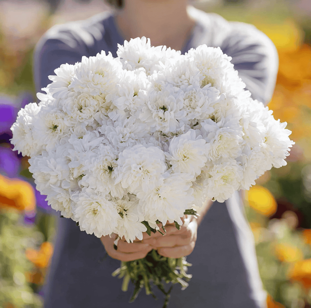 Southern Seeds White Paeony Duchess Aster – 50 Seeds | Heirloom Boulevard