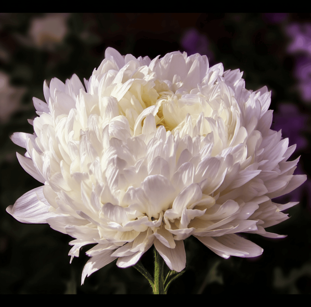 Southern Seeds White Paeony Duchess Aster – 50 Seeds | Heirloom Boulevard