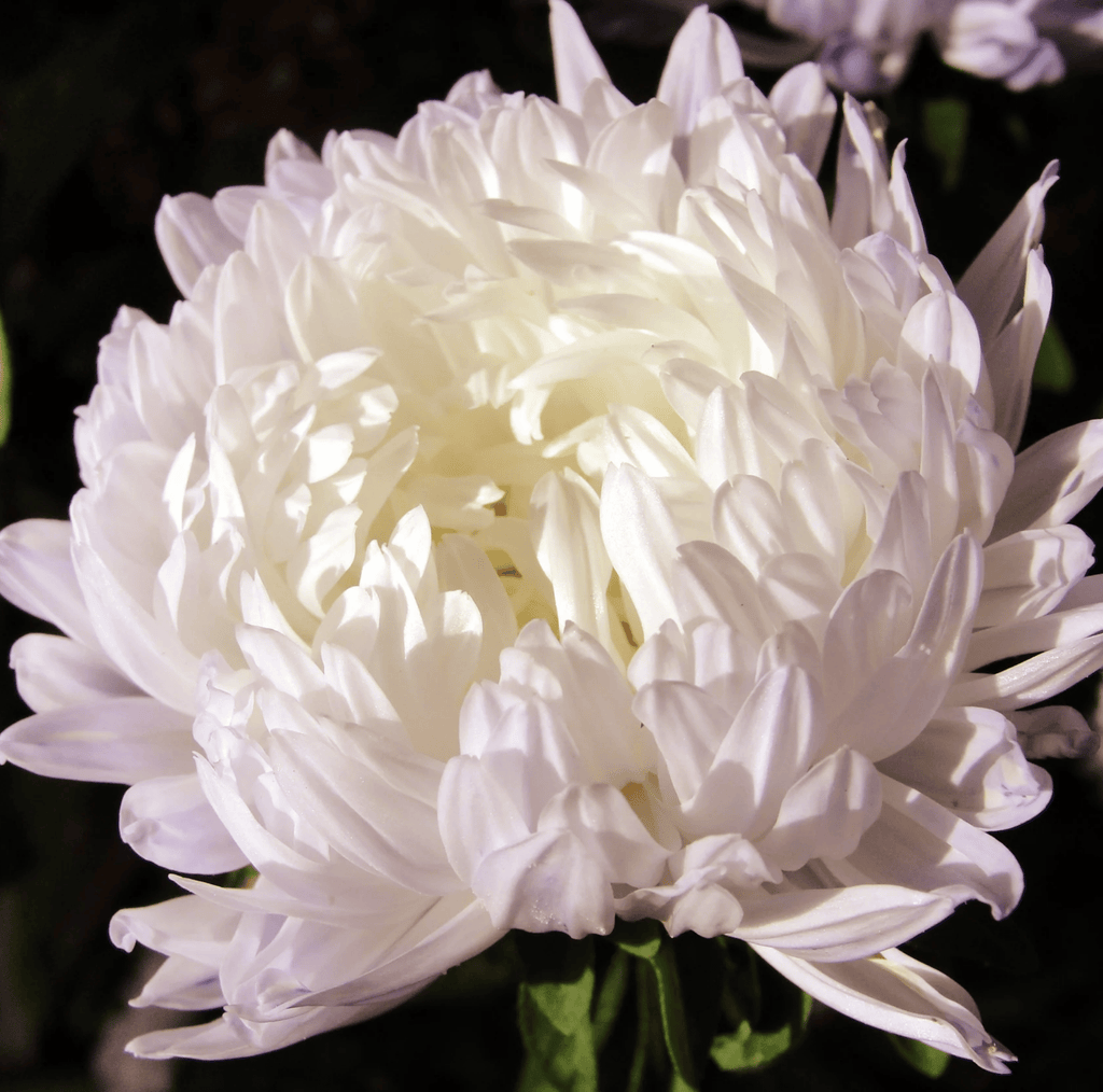 Southern Seeds White Paeony Duchess Aster – 50 Seeds | Heirloom Boulevard