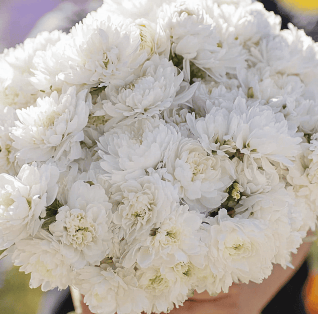 Southern Seeds White Paeony Duchess Aster – 50 Seeds | Heirloom Boulevard