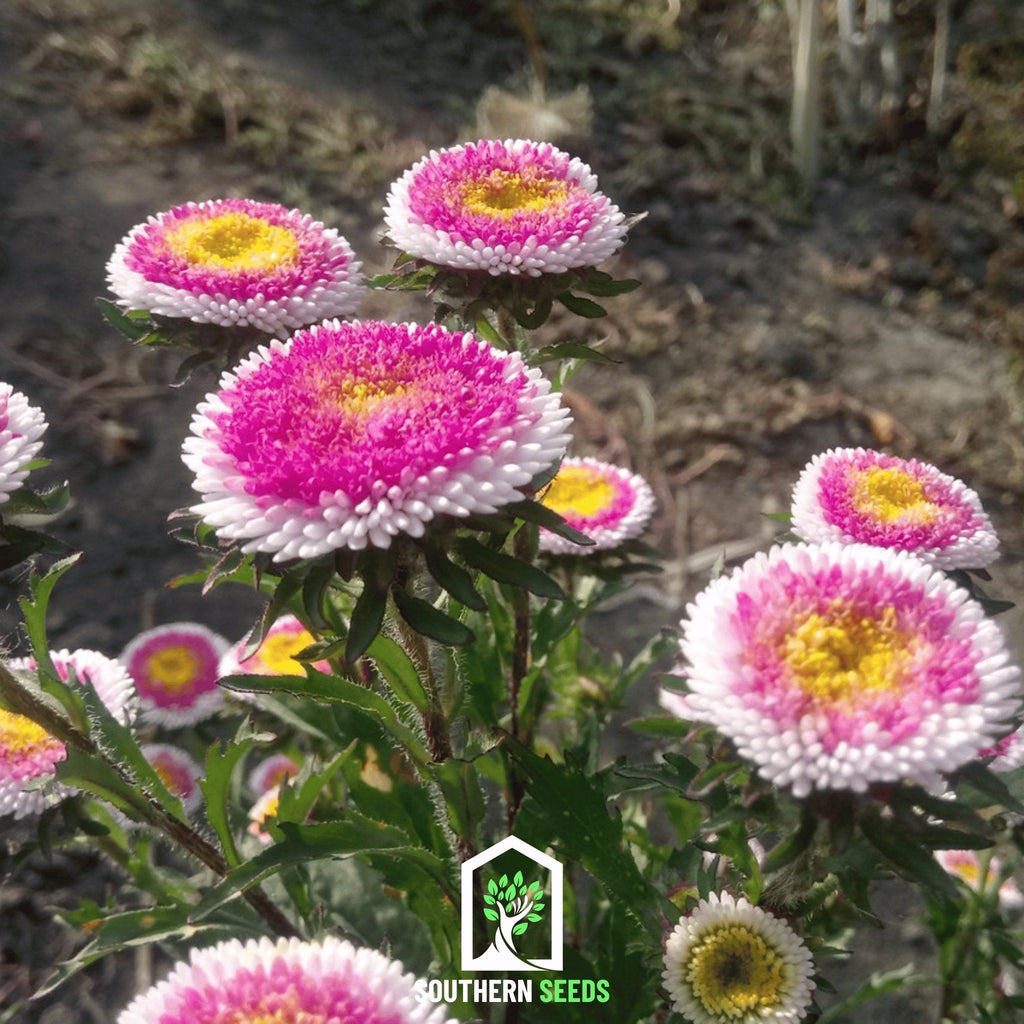 Southern Seeds Pompon Aster – 50 Seeds | Heirloom Boulevard