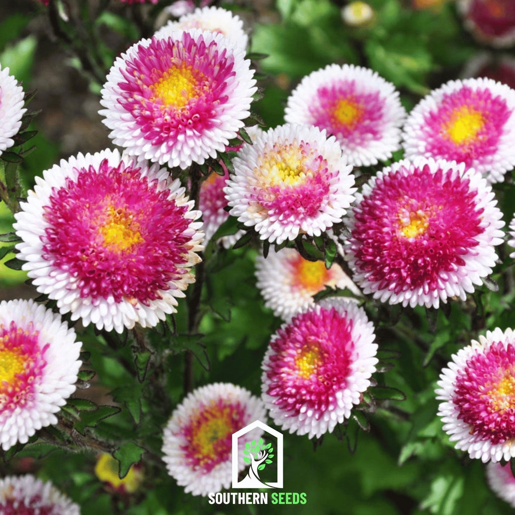 Southern Seeds Pompon Aster – 50 Seeds | Heirloom Boulevard