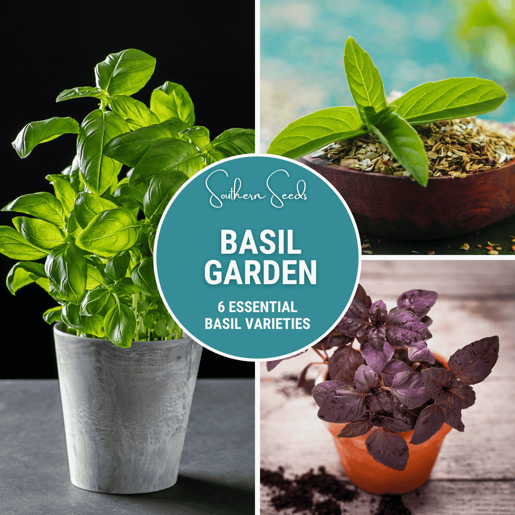 Southern Seeds Basil Seed Collection – 6 Varieties | Heirloom Boulevard