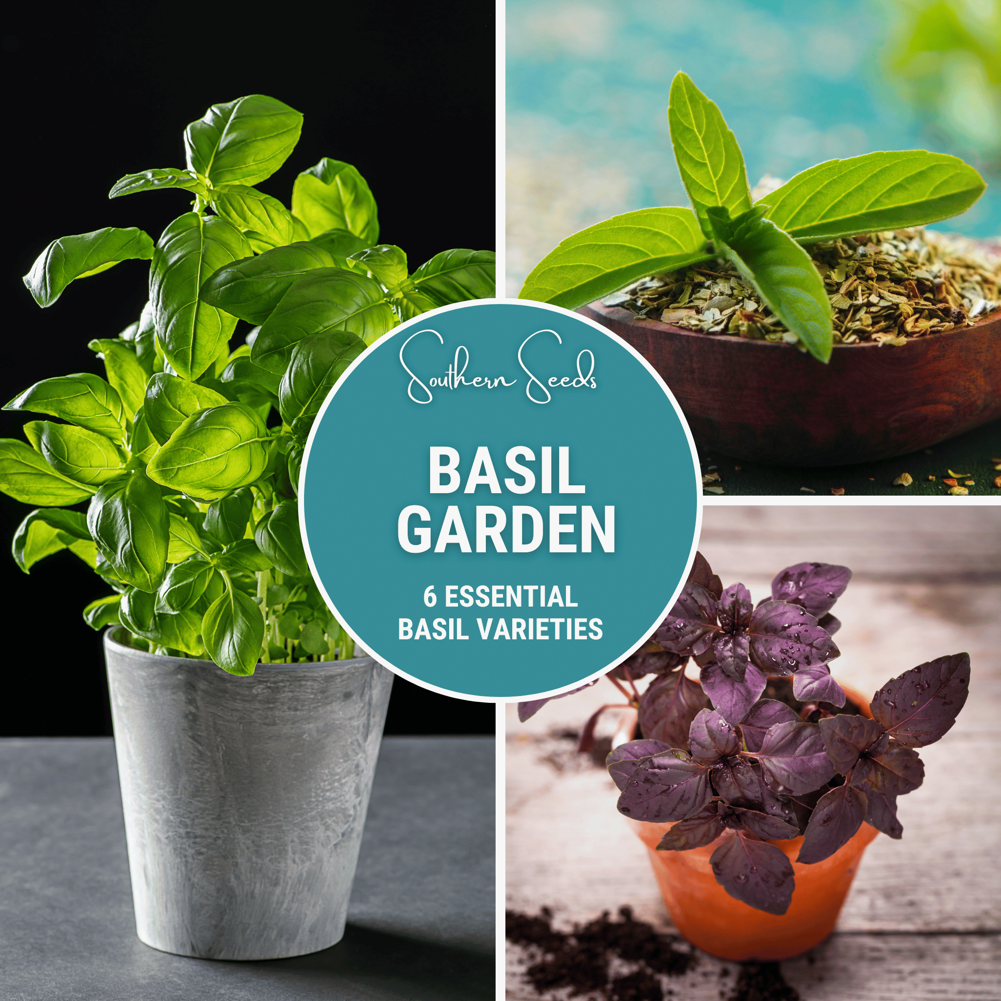 Southern Seeds Basil Seed Collection – 6 Varieties | Heirloom Boulevard