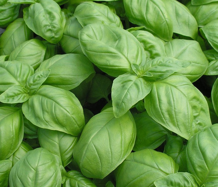 Seattle Seed Company Basil - Italian Large Leaf | Heirloom Boulevard