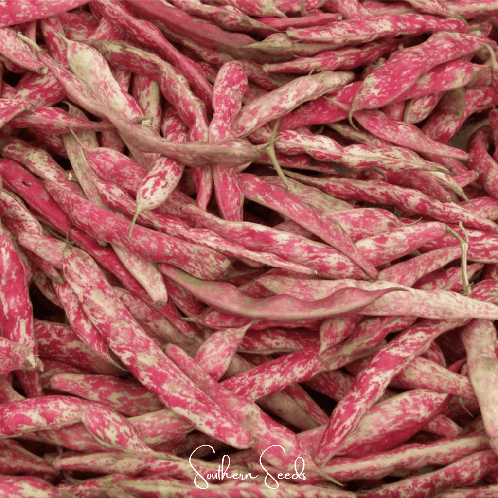 Southern Seeds Bean, French Horticulture (Bush) – 30 Seeds | Heirloom Boulevard