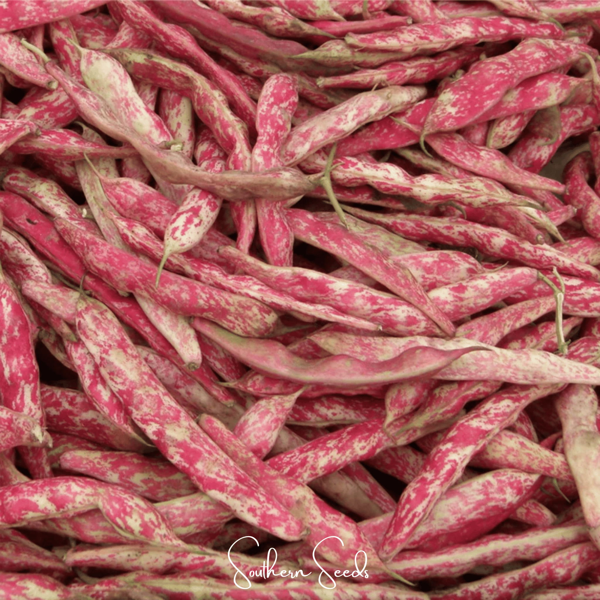 Southern Seeds Bean, French Horticulture (Bush) – 30 Seeds | Heirloom Boulevard