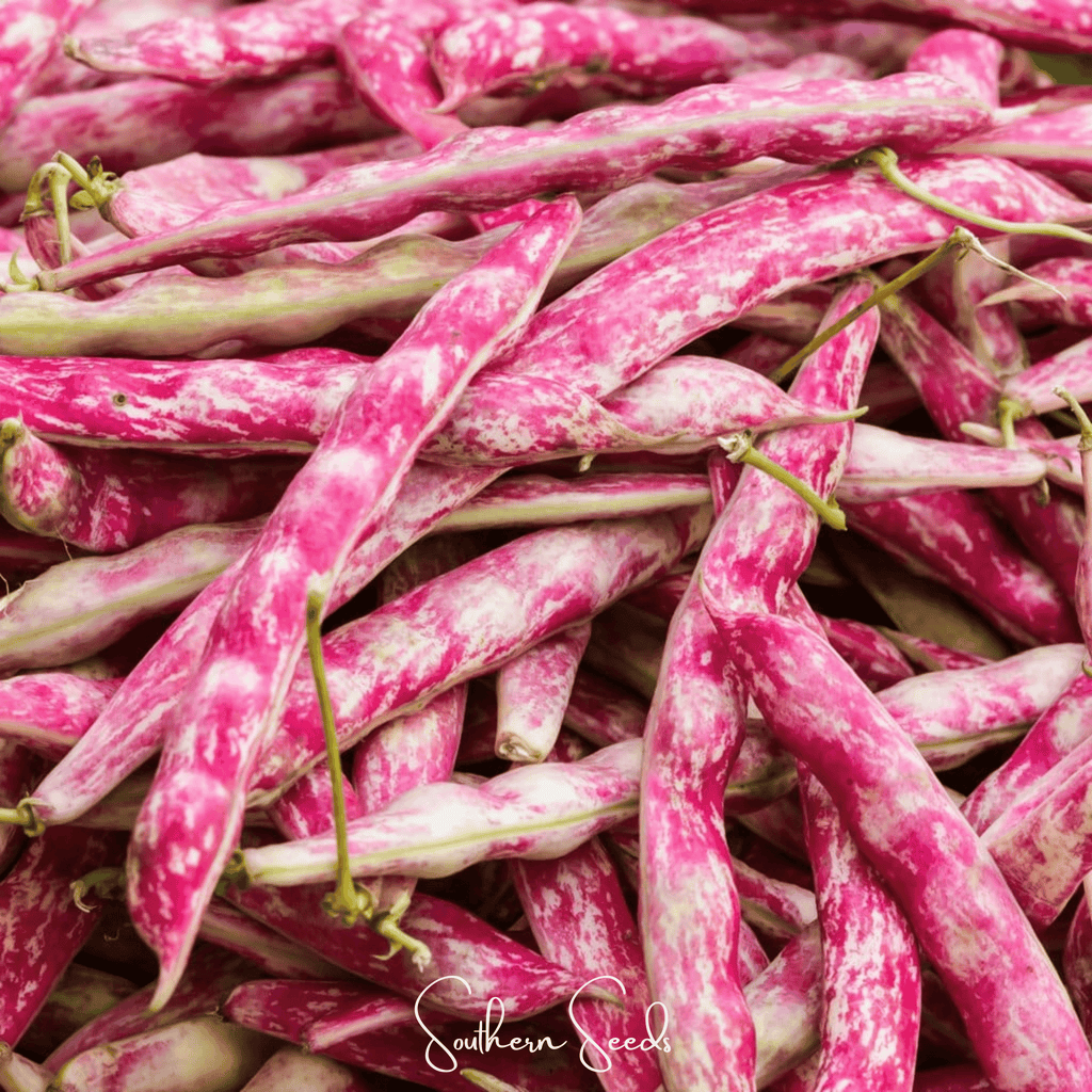 Southern Seeds Bean, French Horticulture (Bush) – 30 Seeds | Heirloom Boulevard
