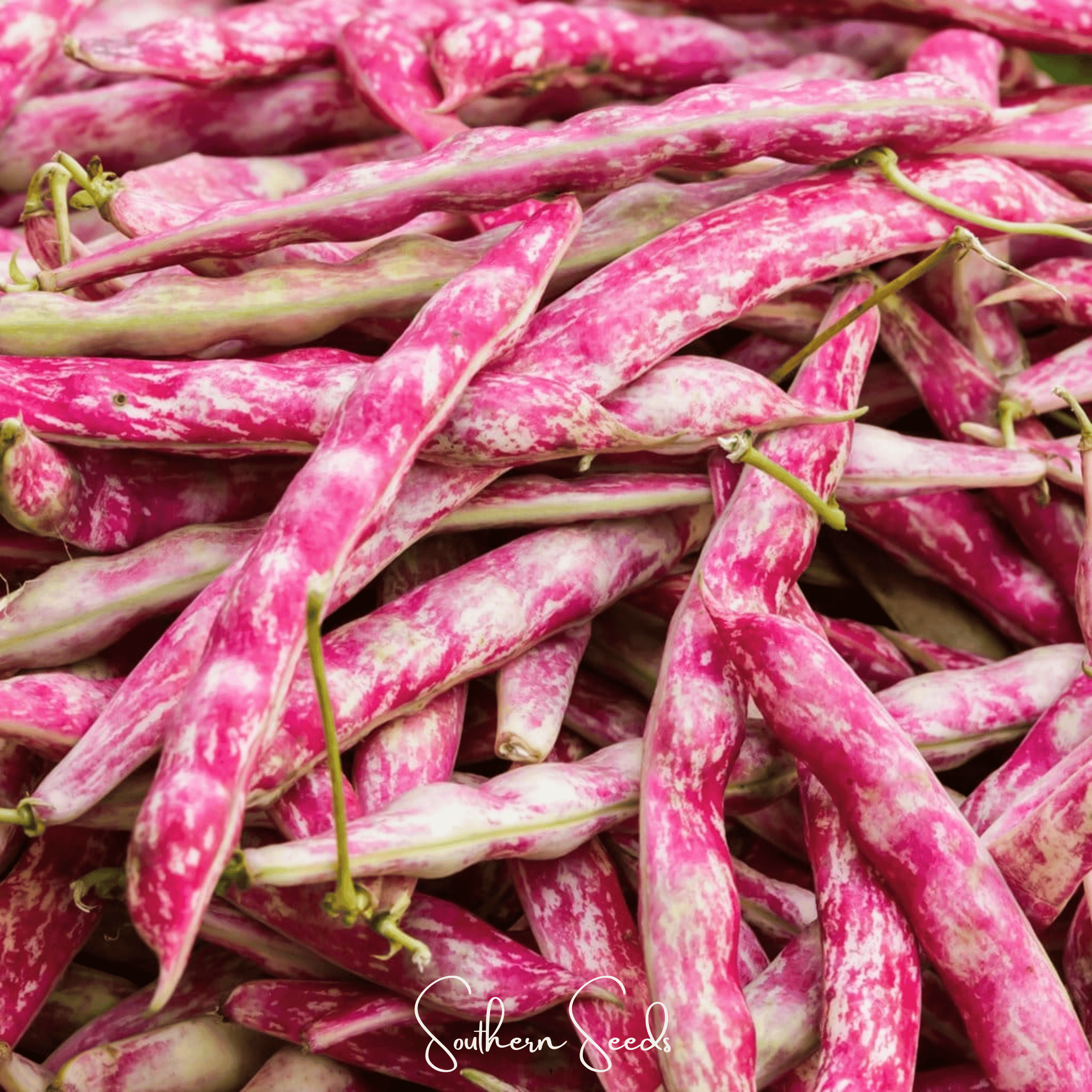 Southern Seeds Bean, French Horticulture (Bush) – 30 Seeds | Heirloom Boulevard