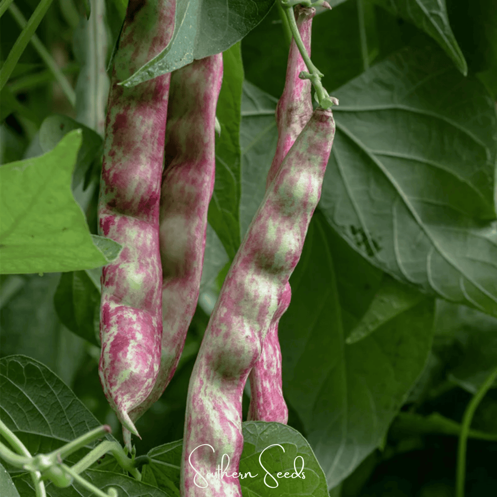 Southern Seeds Bean, French Horticulture (Bush) – 30 Seeds | Heirloom Boulevard