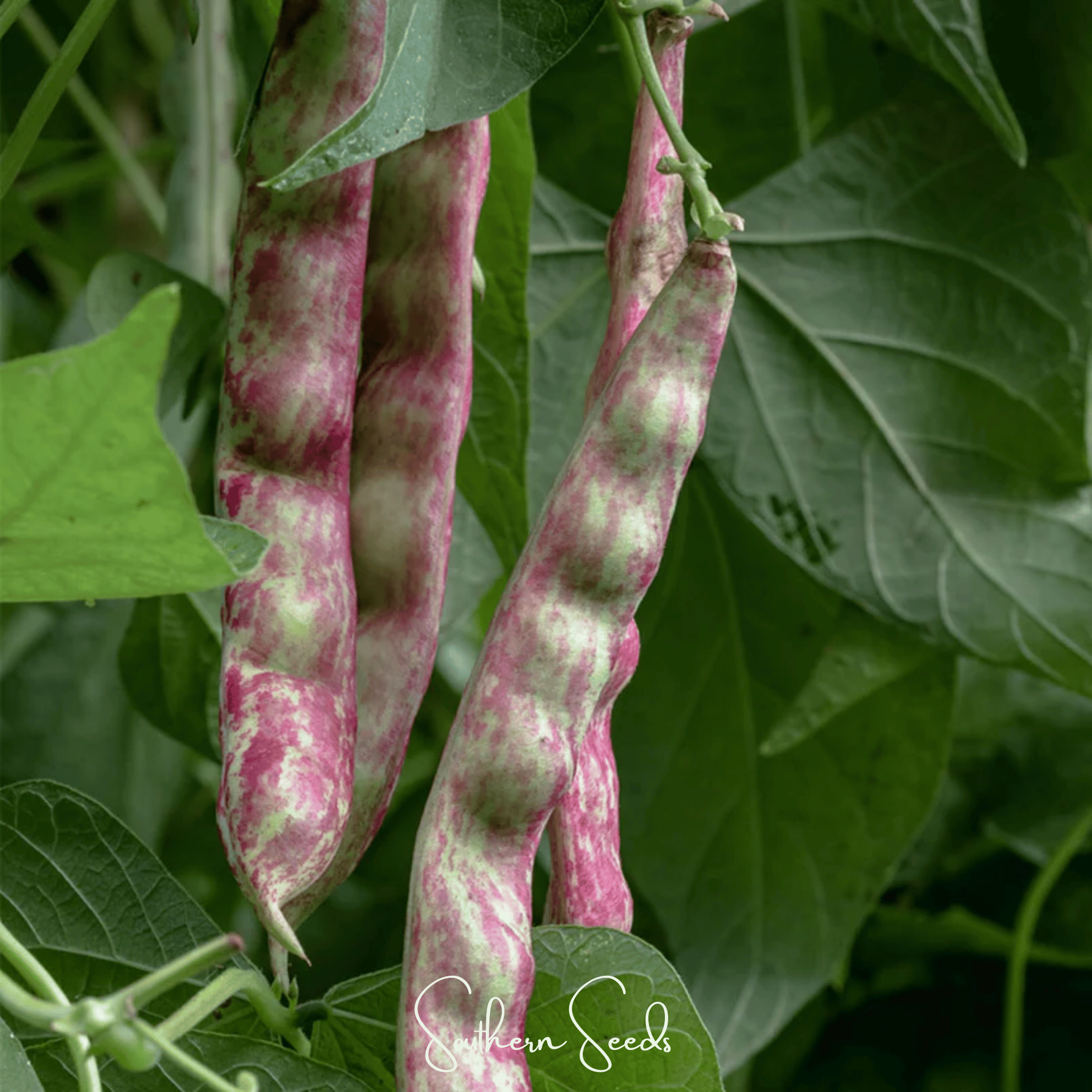 Southern Seeds Bean, French Horticulture (Bush) – 30 Seeds | Heirloom Boulevard