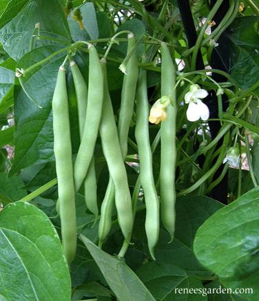 Seattle Seed Company Beans - Blue Lake FM-1 (Pole) | Heirloom Boulevard