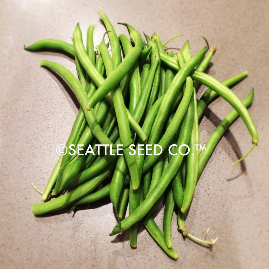 Seattle Seed Company Beans - Blue Lake FM-1 (Pole) | Heirloom Boulevard