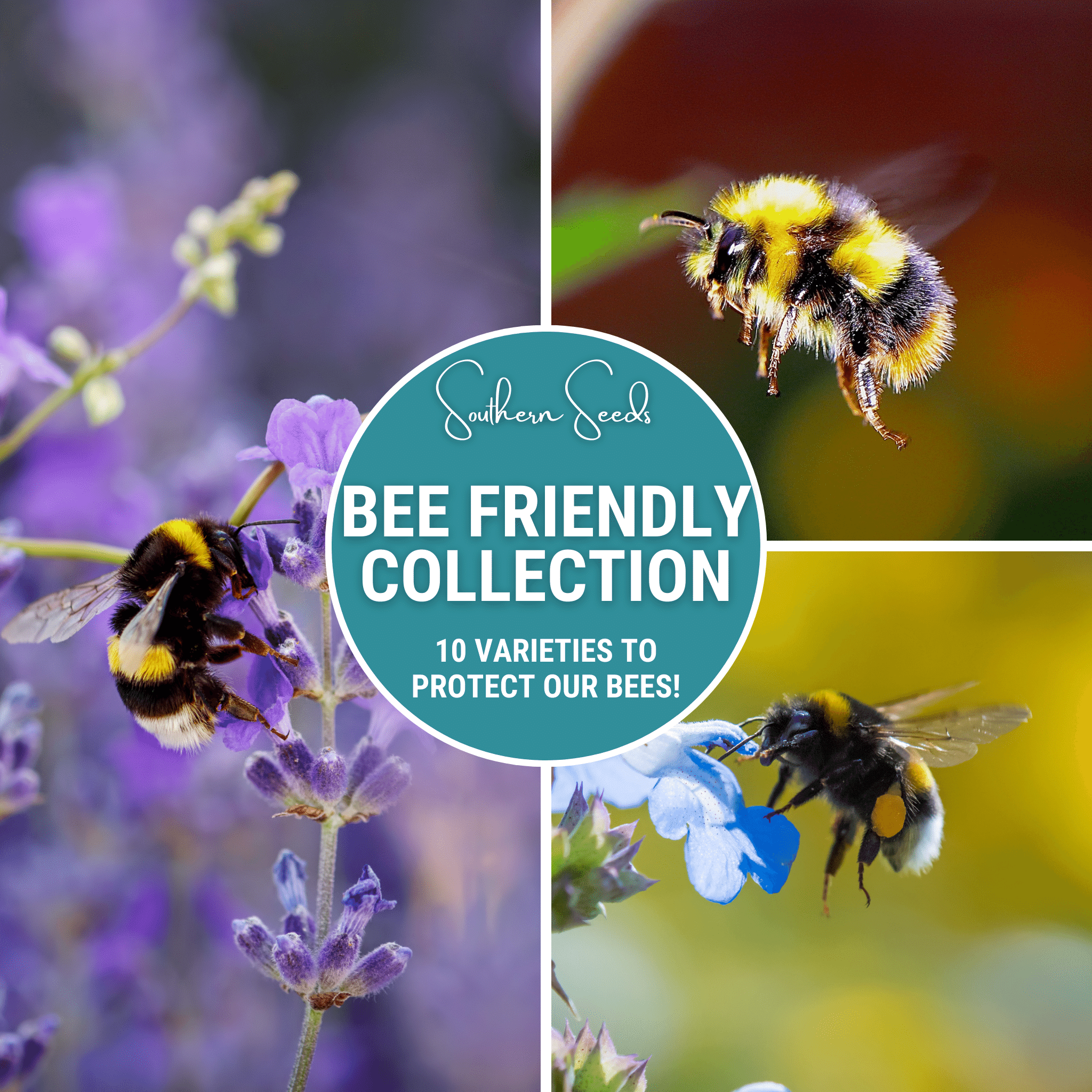 Southern Seeds Bee Friendly Collection – 10 Flower Varieties | Heirloom Boulevard