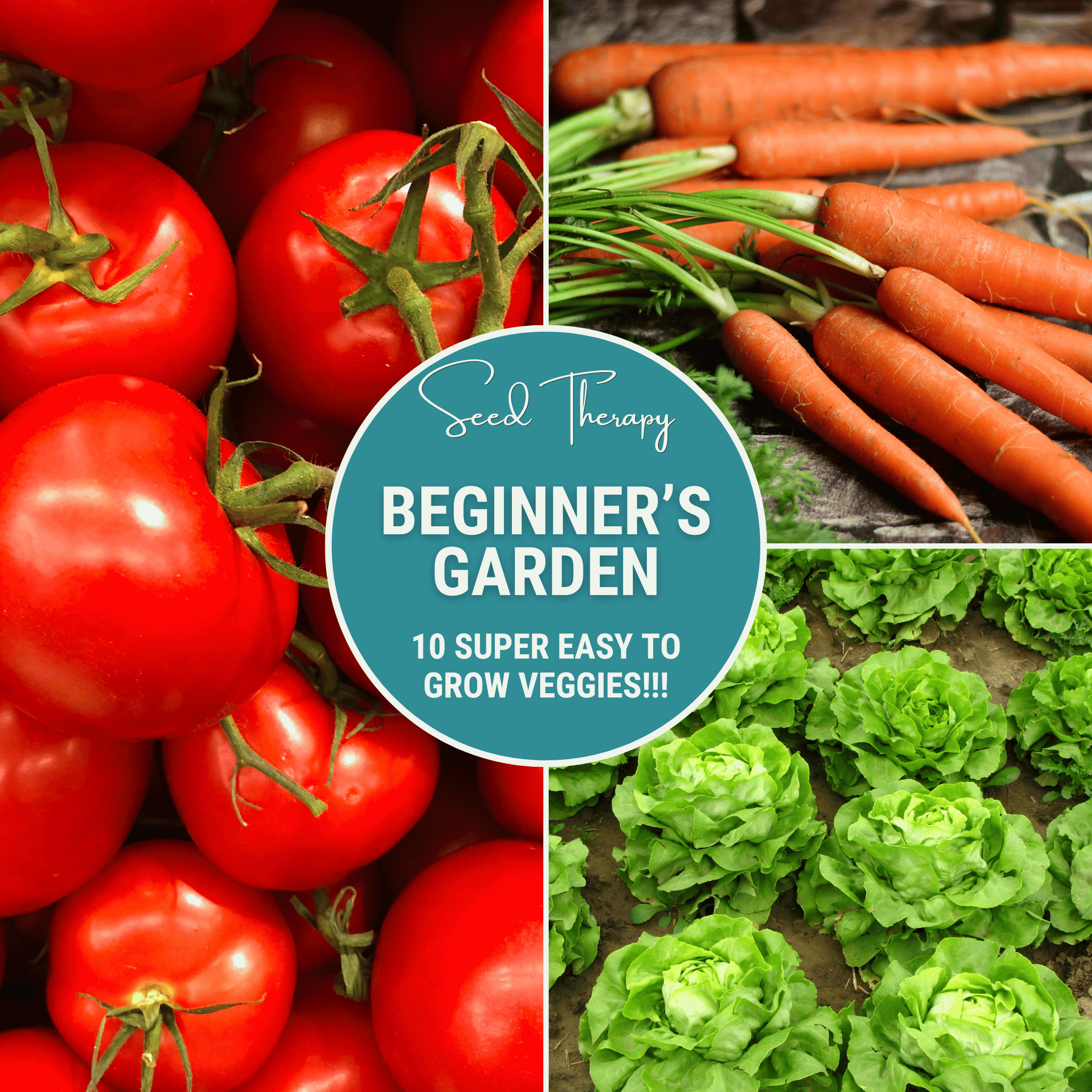 Southern Seeds Beginner Vegetable Seed Collection – 10 Varieties | Heirloom Boulevard