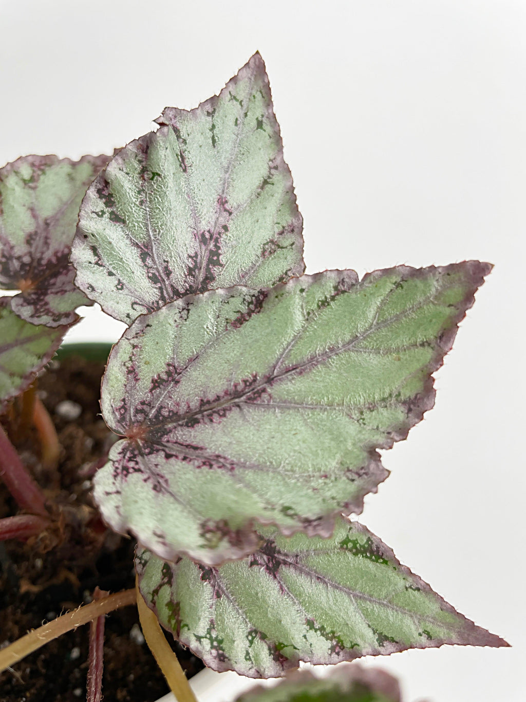 Begonia 'Ice Pop' Ideal Blue Silver | Heirloom Boulevard