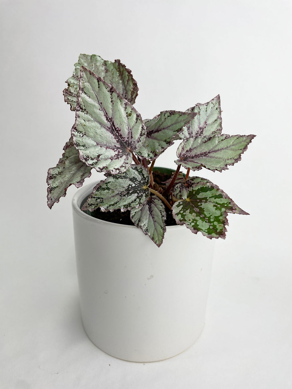 Begonia 'Ice Pop' Ideal Blue Silver | Heirloom Boulevard