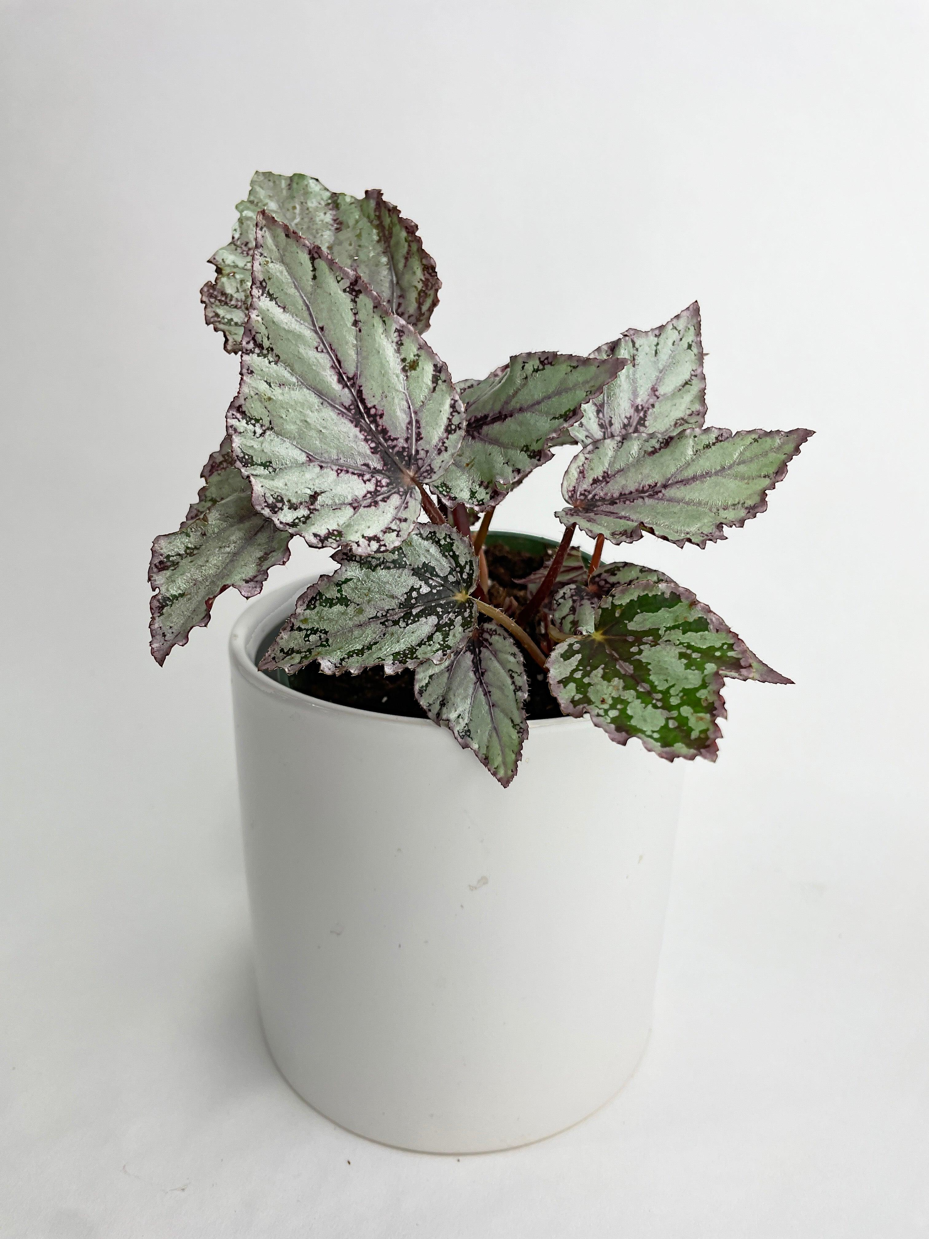 Begonia 'Ice Pop' Ideal Blue Silver | Heirloom Boulevard