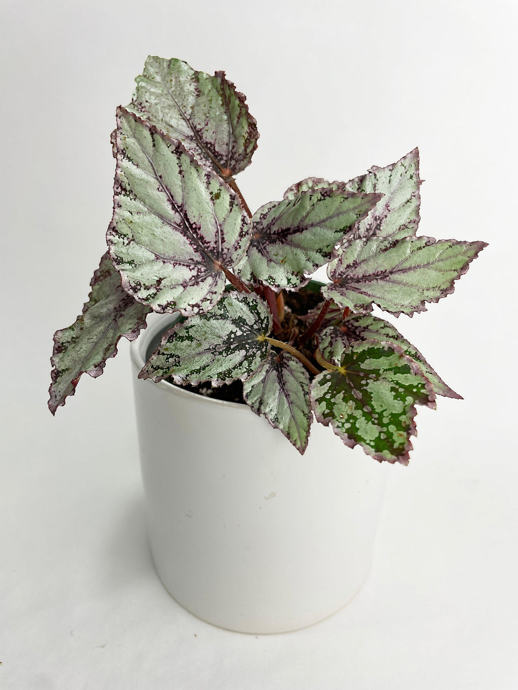 Begonia 'Ice Pop' Ideal Blue Silver | Heirloom Boulevard
