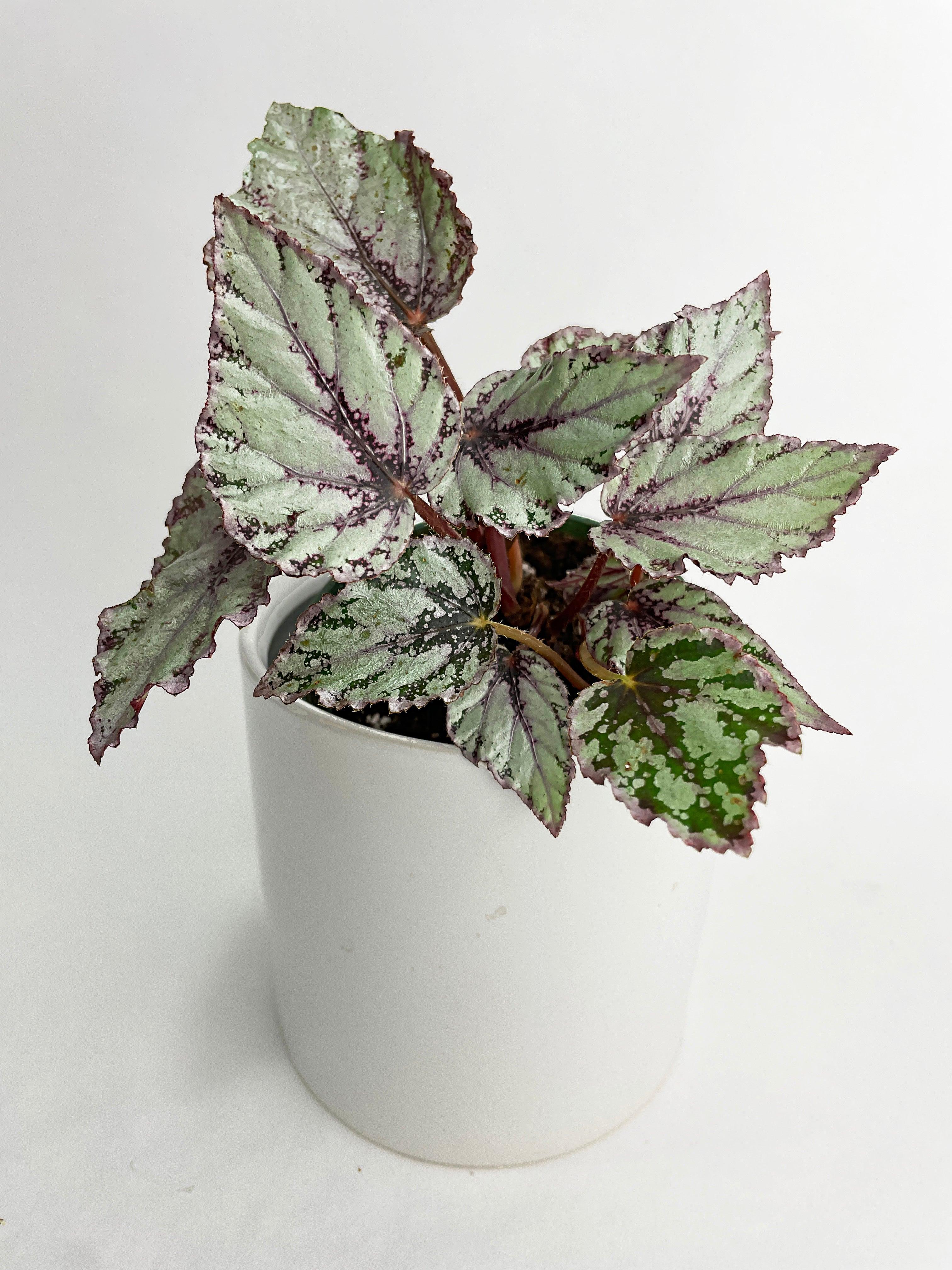 Begonia 'Ice Pop' Ideal Blue Silver | Heirloom Boulevard