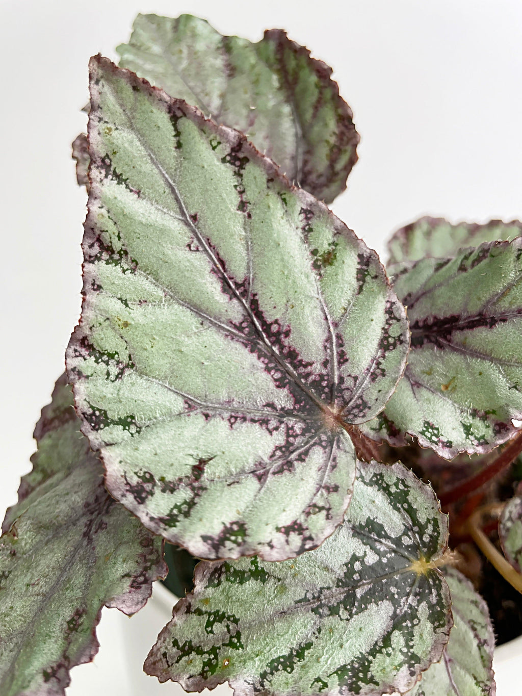 Begonia 'Ice Pop' Ideal Blue Silver | Heirloom Boulevard