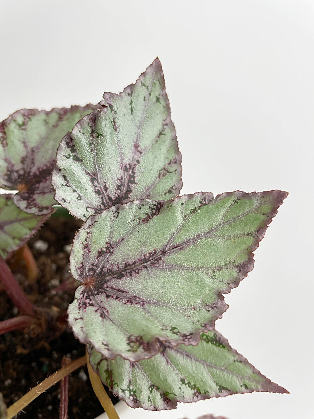 Begonia 'Ice Pop' Ideal Blue Silver | Heirloom Boulevard
