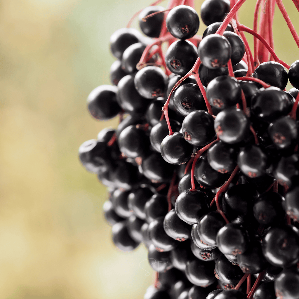 Southern Seeds Berry Seed Collection (Elderberry • Blueberry • Strawberry) | Heirloom Boulevard