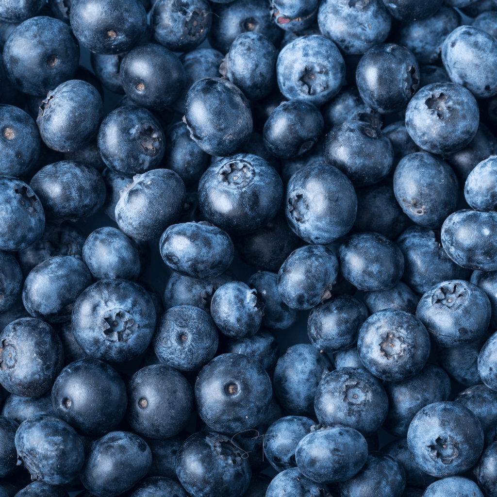 Southern Seeds Berry Seed Collection (Elderberry • Blueberry • Strawberry) | Heirloom Boulevard