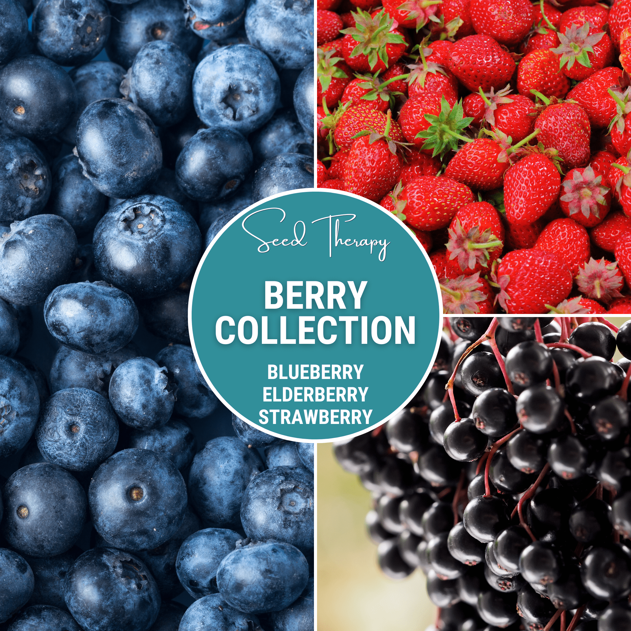 Southern Seeds Berry Seed Collection (Elderberry • Blueberry • Strawberry) | Heirloom Boulevard