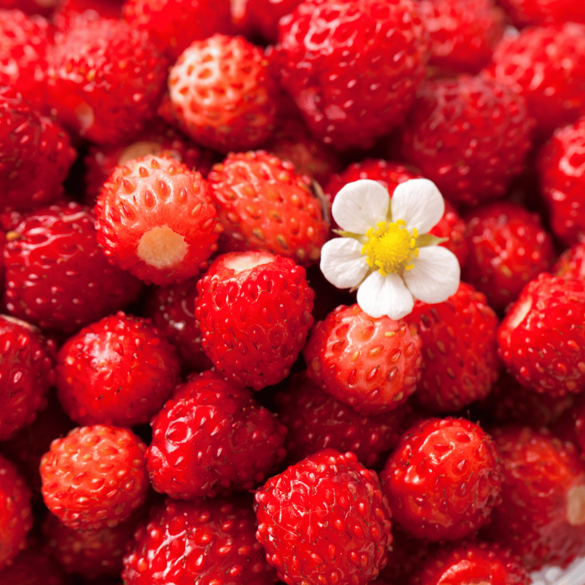 Southern Seeds Berry Seed Collection (Elderberry • Blueberry • Strawberry) | Heirloom Boulevard