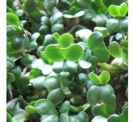 Seattle Seed Company Broccoli for Microgreens | Heirloom Boulevard