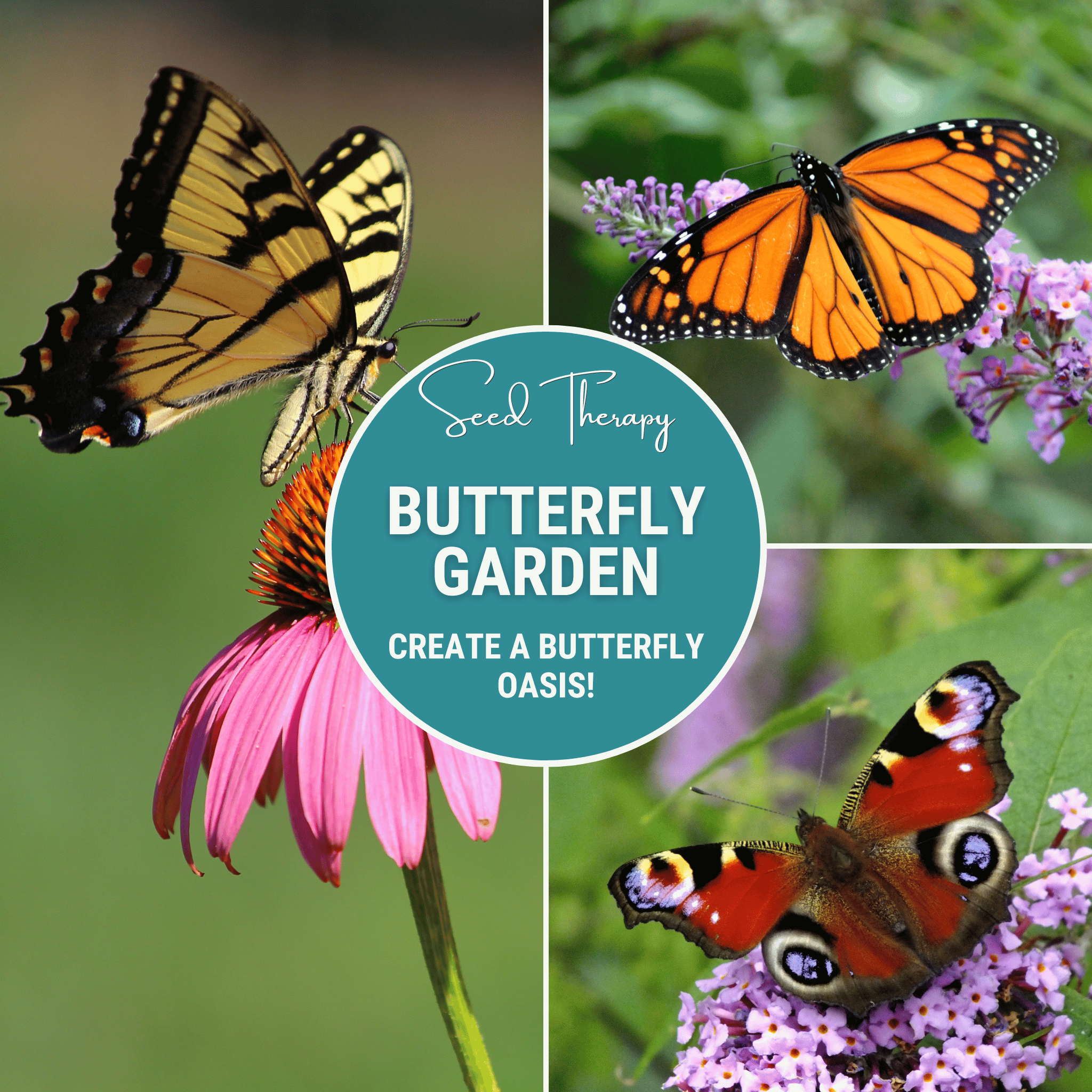 Southern Seeds Butterfly Garden Seed Collection – 10 Varieties | Heirloom Boulevard