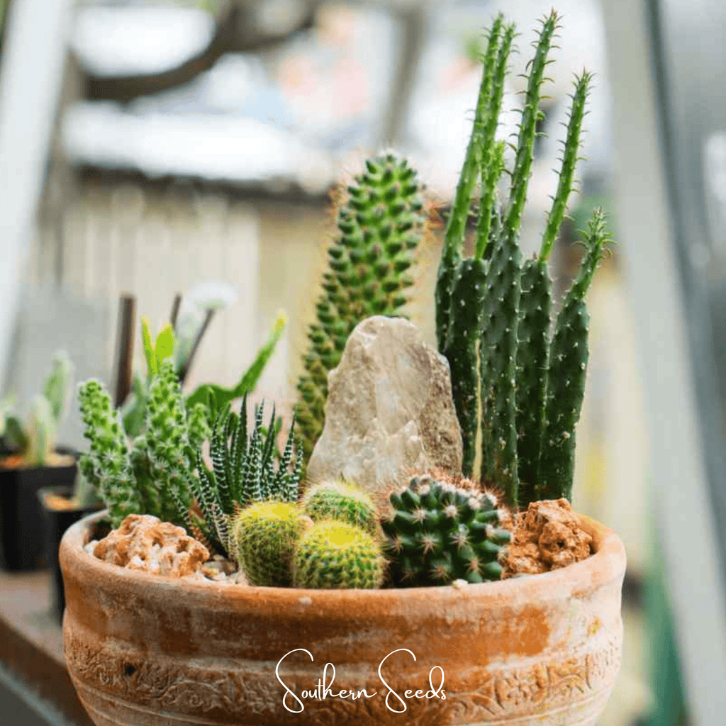 Southern Seeds Cactus Mix – 30 Seeds | Heirloom Boulevard