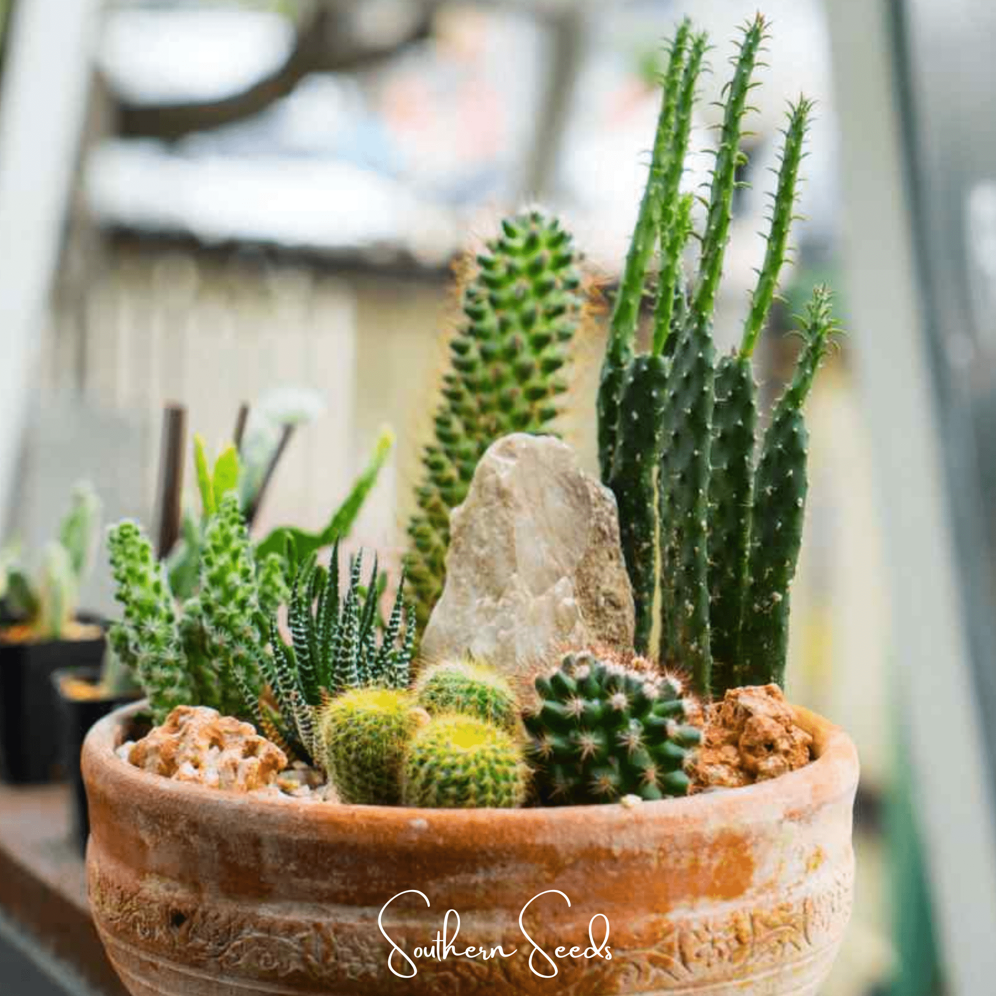 Southern Seeds Cactus Mix – 30 Seeds | Heirloom Boulevard