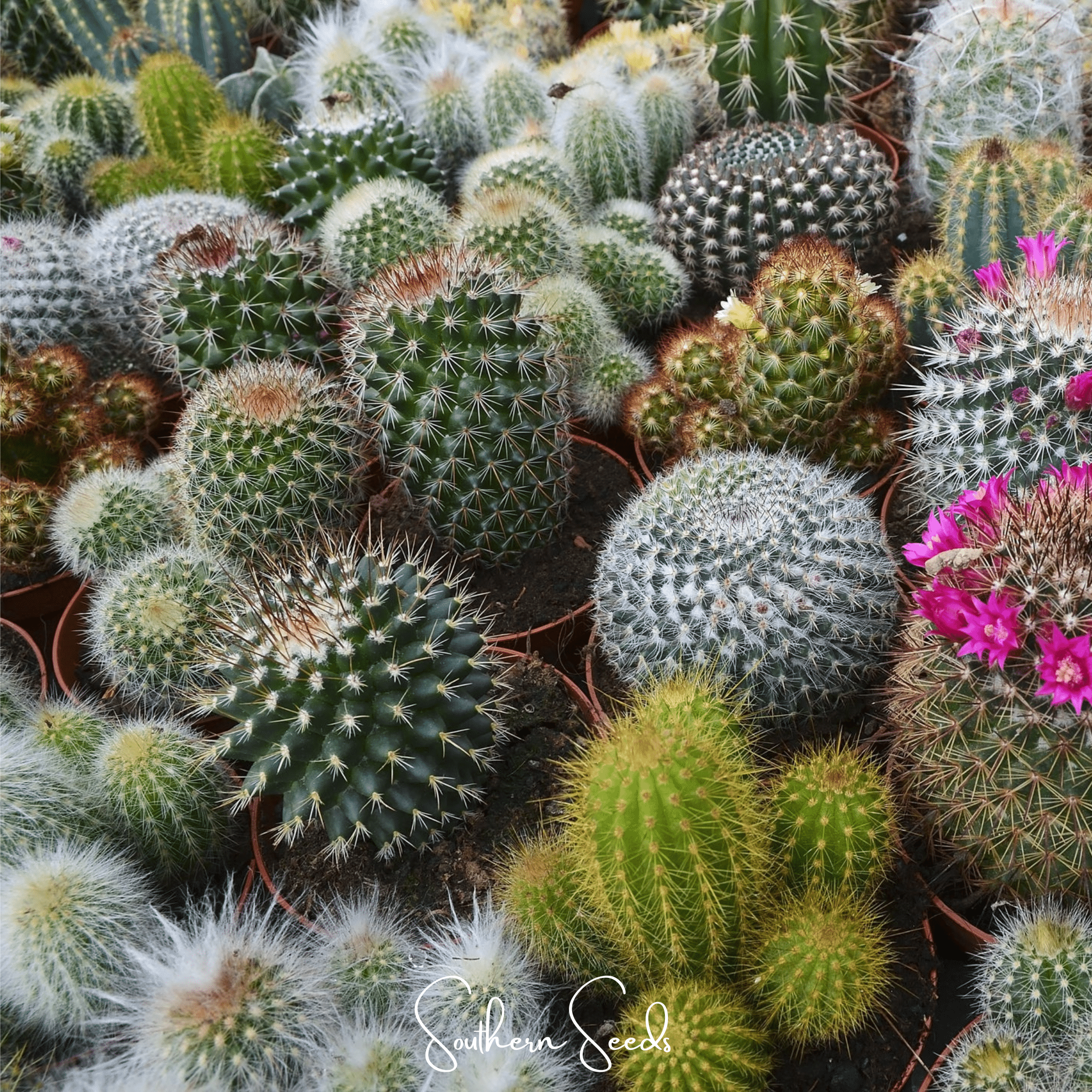 Southern Seeds Cactus Mix – 30 Seeds | Heirloom Boulevard