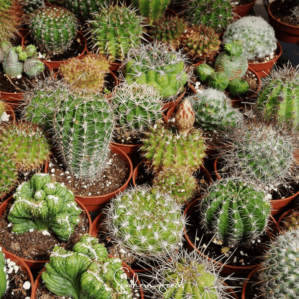 Southern Seeds Cactus Mix – 30 Seeds | Heirloom Boulevard