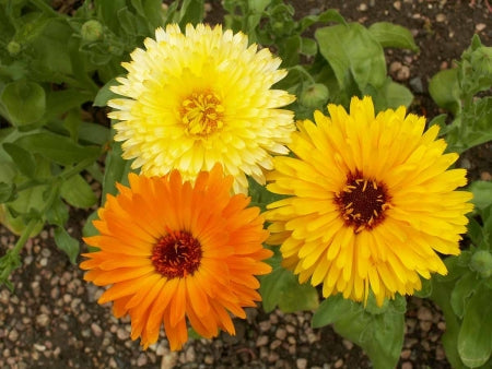 Seattle Seed Company Calendula - Pacific Beauty | Heirloom Boulevard