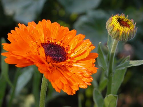 Seattle Seed Company Calendula - Pacific Beauty | Heirloom Boulevard