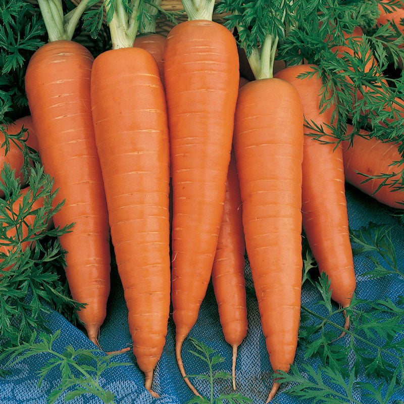 Seattle Seed Company Carrots - Danver | Heirloom Boulevard