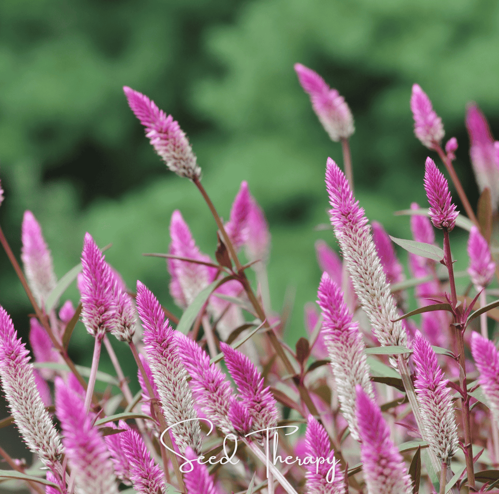 Southern Seeds Flamingo Feather Celosia – 40 Seeds | Heirloom Boulevard