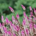 Southern Seeds Flamingo Feather Celosia – 40 Seeds | Heirloom Boulevard