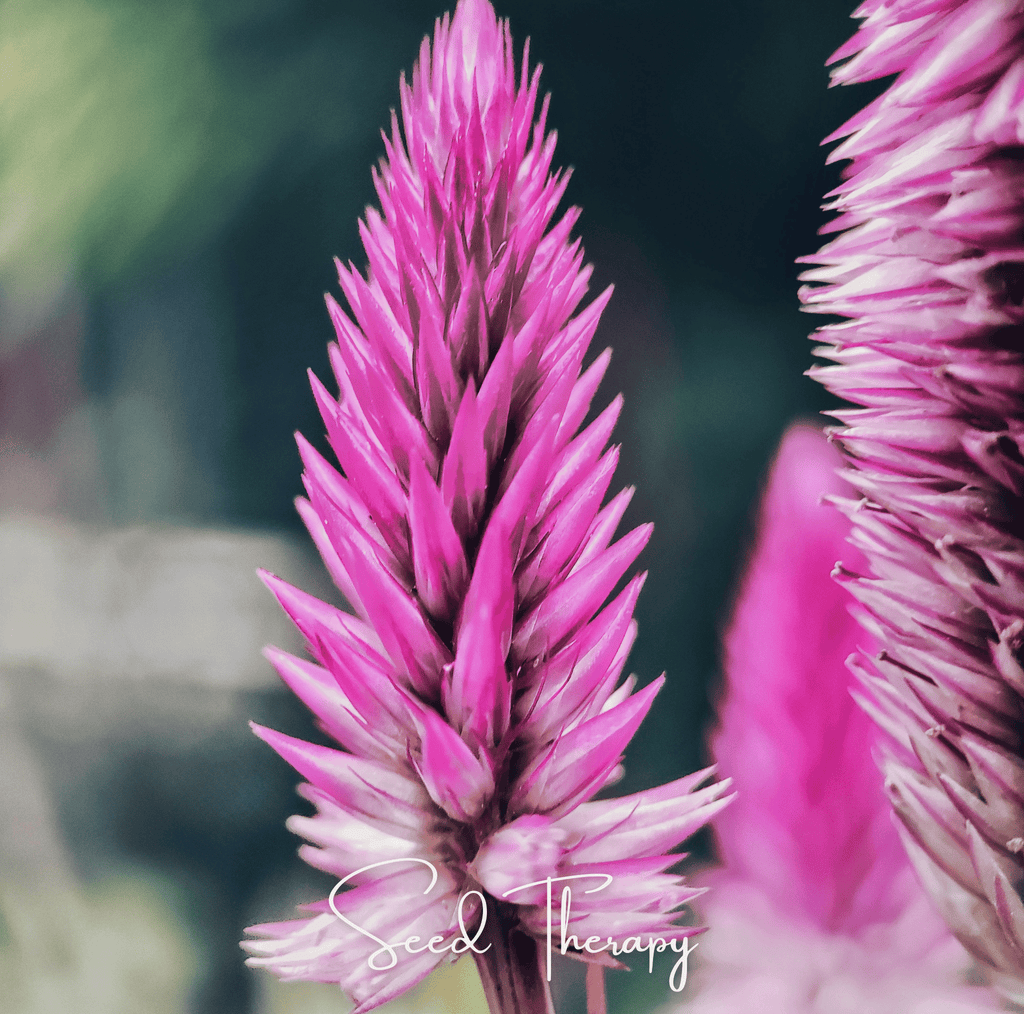 Southern Seeds Flamingo Feather Celosia – 40 Seeds | Heirloom Boulevard