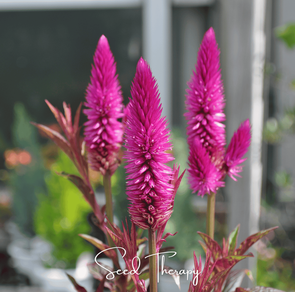 Southern Seeds Flamingo Feather Celosia – 40 Seeds | Heirloom Boulevard