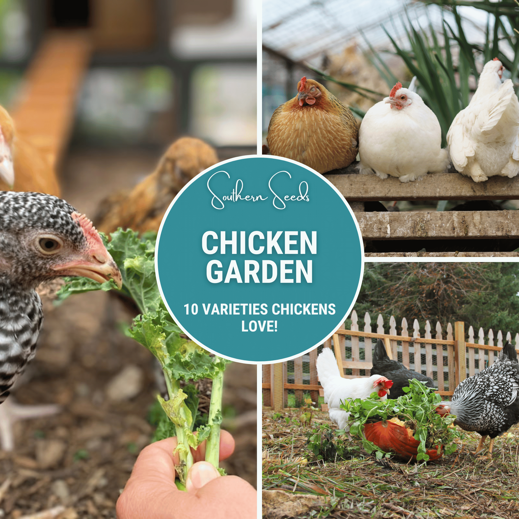 Southern Seeds Chicken Treats Seed Collection – 10 Varieties | Heirloom Boulevard