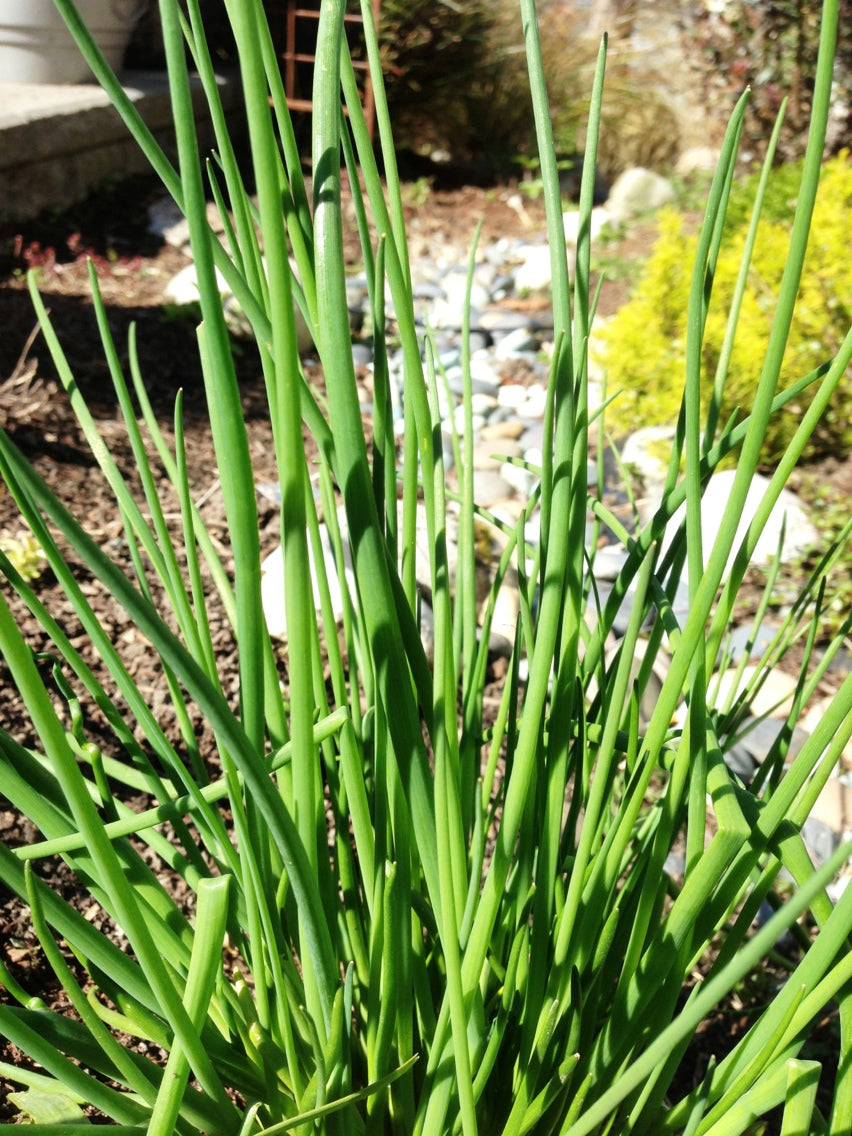 Seattle Seed Company Chives - Onion | Heirloom Boulevard